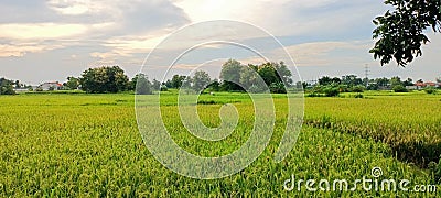 Rice fields in indonesia village sunset Stock Photo