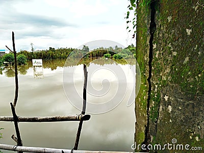 rice fields are inundated with flood water with trees growing and the water is murky Stock Photo