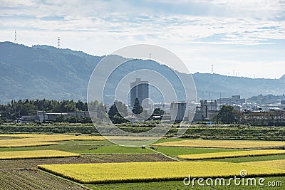 Rice fields Kameoka Kyoto Japan Editorial Stock Photo