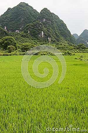 Rice fields and karst mountains landscape china Stock Photo