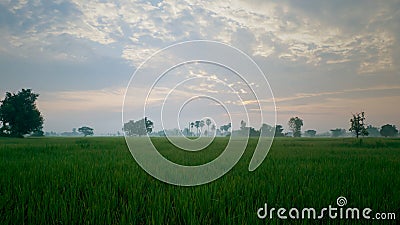 Rice fields in the morning. Stock Photo