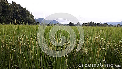 Rice fields Stock Photo