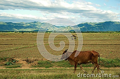 Rice fields, mountains and cow on clouds sky : Thailand Stock Photo