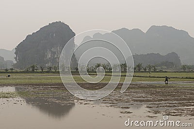 Rice fields and river. Nimh Binh, Vietnam. Stock Photo