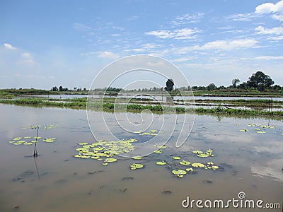 The rice fields in the swamp are inundated with water Stock Photo