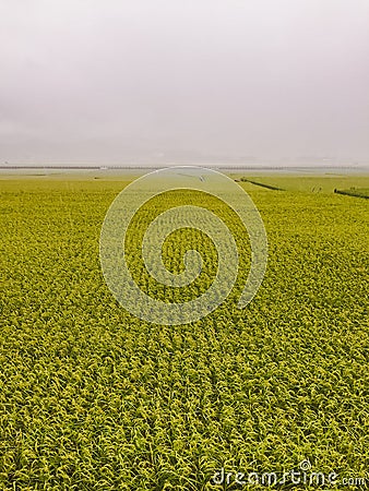 Rice fields of Taiwan Stock Photo