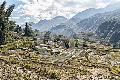 Rice Fields, rice terrace Paddy in Sa Pa Lao Cai Vietnam in Asia Stock Photo