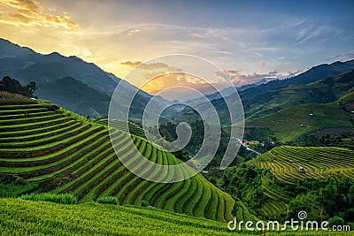 Rice fields on terrace Stock Photo