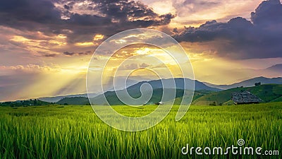 Rice fields on terraced of Baan Pa Bong Pieng Mae Chaem District Stock Photo