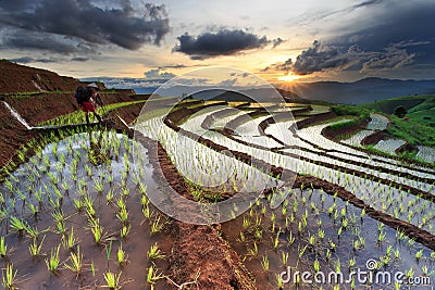Rice fields on terraced at Chiang Mai, Thailand Stock Photo