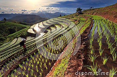 Rice fields on terraced at Chiang Mai, Thailand Stock Photo