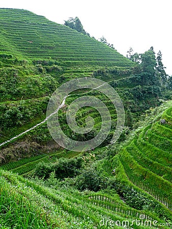 Rice fields Stock Photo