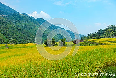 Rice fields on terraced. Fields are prepared for planting rice. Hoang Su Phi, Ha Giang Province. Northern Vietnam. Stock Photo