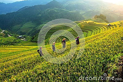 Rice fields terraced of Mu Cang Chai,Vietnam Stock Photo