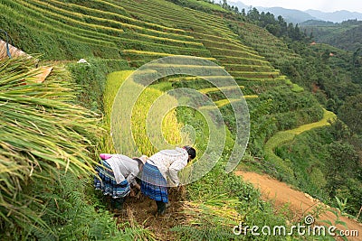 Rice fields on terraced of Mu Cang Chai, Yen Bai, Vietnam. Farmers harvesting on field Editorial Stock Photo