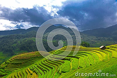 Rice fields on terraced of Mu Cang Chai, YenBai, agriculture Vietnam, Stock Photo