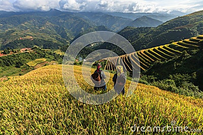 Rice fields on terraced of Mu Cang Chai, YenBai, Vietnam. Editorial Stock Photo