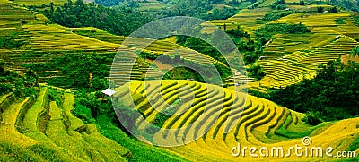 Rice fields on terraced of Mu Cang Chai, YenBai, Vietnam. Stock Photo