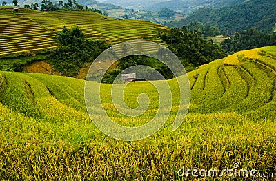 Rice fields on terraced of Mu Cang Chai, YenBai, Vietnam. Stock Photo