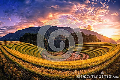 Rice fields on terraced with pine tree at sunset in Mu Cang Chai, YenBai, Vietnam. Stock Photo