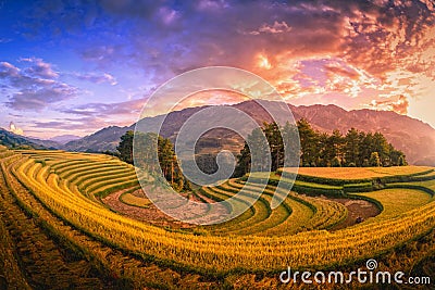 Rice fields on terraced with pine tree at sunset in Mu Cang Chai, YenBai, Vietnam. Stock Photo