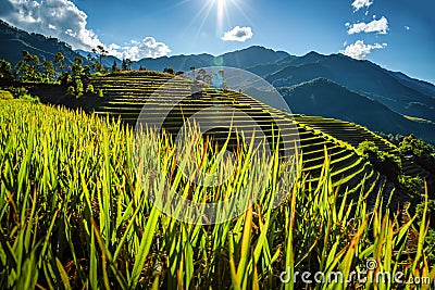 Rice fields on terraced with wooden pavilion on blue sky background in Mu Cang Chai, YenBai, Vietnam Stock Photo