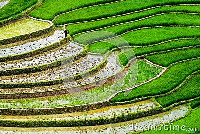 Rice fields on terraces at planting in Vietnam. Stock Photo