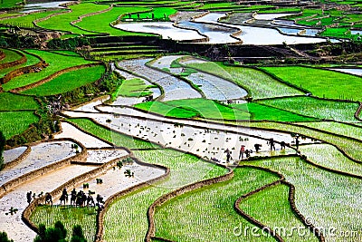 Rice fields on terraces at planting in Vietnam. Stock Photo