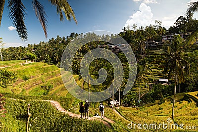 Rice fields. Ubud, Bali, Indonesia. Editorial Stock Photo