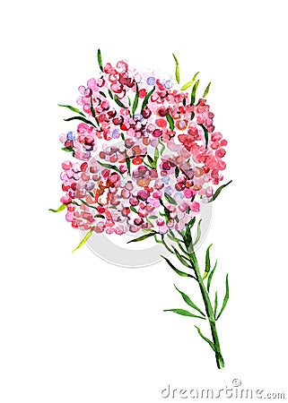 Rice flower. Handdrawn watercolor illustration of plants. Object isolated. Element for design of greeting cards. Cartoon Illustration