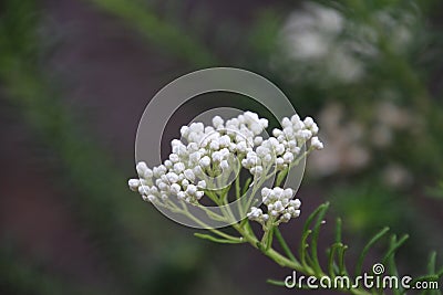 Rice Flower Stock Photo