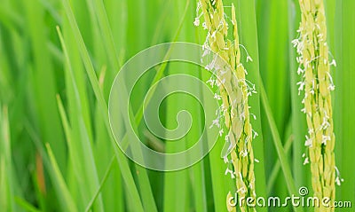 Rice flower Stock Photo