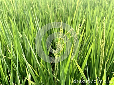 Rice flowers in summer start blooming Stock Photo