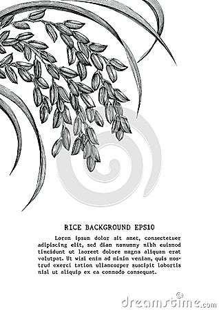 Rice frame clip art hand draw vintage engraving style isolated o Vector Illustration