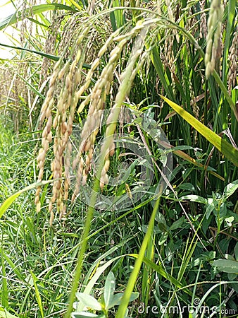 Rice and gra Stock Photo