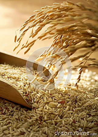 Rice grain Stock Photo