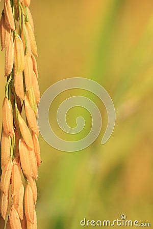 Rice Grain. Stock Photo