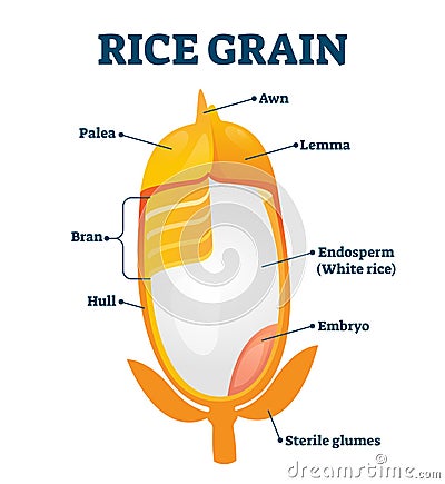 Rice grain vector illustration. Labeled educational structure description. Vector Illustration