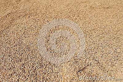 Rice grains being dried texture background Stock Photo