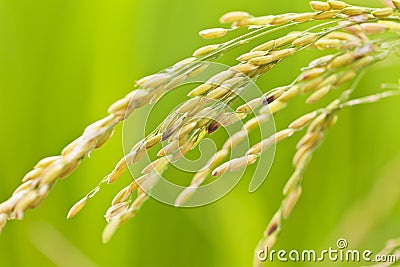 Rice grains in field Stock Photo