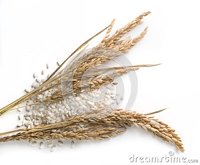 Rice grains and stalks Stock Photo