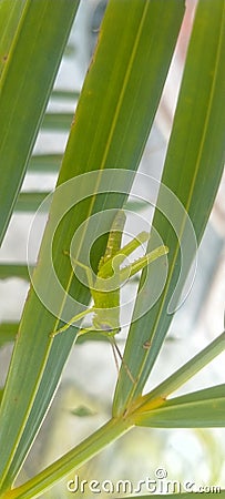 The rice grasshopper perched on one of the stalks of a leafy green plant Stock Photo