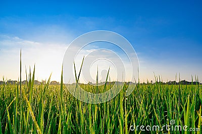 Rice green field with blue sky background Stock Photo