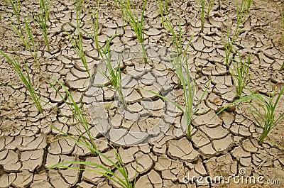 Rice growing on drought land Stock Photo