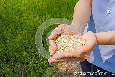 Rice on hand, brown rice Stock Photo