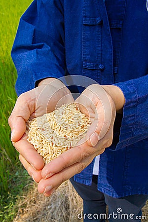 Rice on hand, brown rice Stock Photo