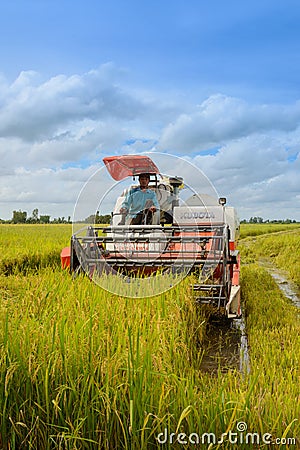 Rice Harvest Editorial Stock Photo