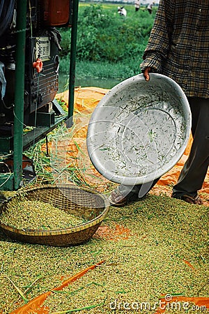 Rice harvester collecting the grains next to a channel Editorial Stock Photo