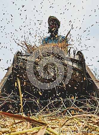 rice harvesting in Bangladesh Editorial Stock Photo