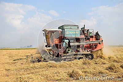 Rice harvesting Editorial Stock Photo